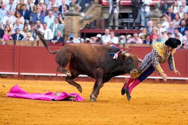 Un famoso torero español sufrió una brutal cornada en Sevilla