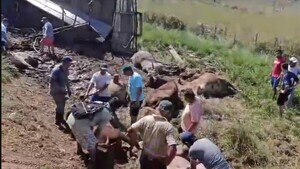 Accidente terminó en “remate” de novillitos y vacas a precio de amigos