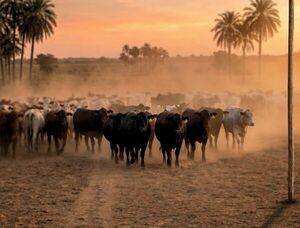 Sola Marca remata más de 1.200 vientres de Agroganadera Pukavy, hoy martes por Copa TV