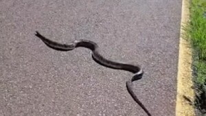 Video: Ñacaniná es vista de nuevo en senderos del Parque Guasu