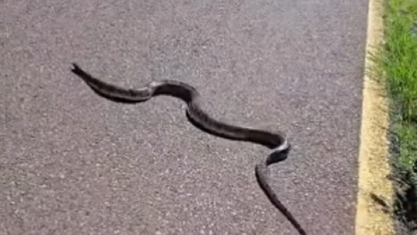 Video: Ñacaniná es vista de nuevo en senderos del Parque Guasu