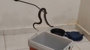 Video: Rescatan a dos yararás halladas en una vivienda en Concepción