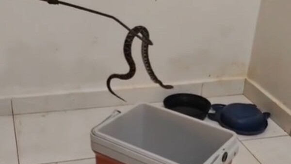 Video: Rescatan a dos yararás halladas en una vivienda en Concepción