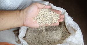 La Nación / Aprosemp apunta a frenar la “bolsa blanca” y fortalecer el mercado formal de semillas