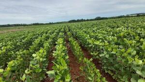 La superficie de soja aumentó, mientras arroz y maíz disminuyó