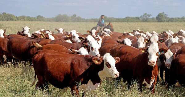 La Nación / Ganadería apunta a crecer con mayor productividad y menos expansión del stock