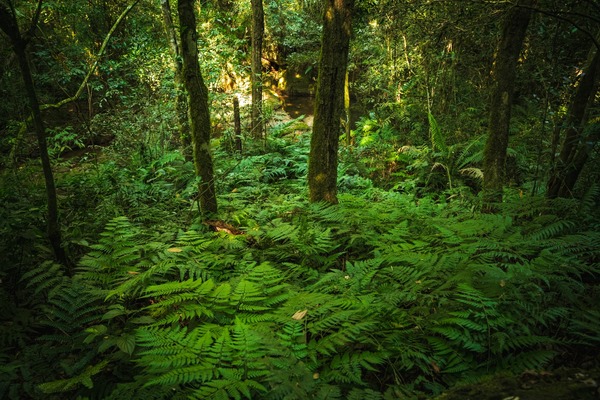 Paraguay alcanza un hito con el Inventario Forestal Nacional: una década estudiando sus bosques