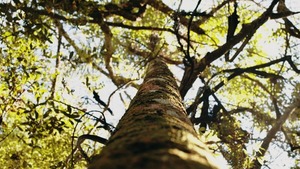 Paraguay marca un hito con su Inventario Forestal Nacional: una década de ciencia para cuidar los bosques