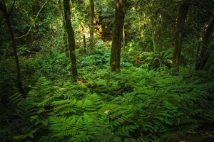 "Paraguay forestal: ciencia, cultura y vida": nuestro país cumple 10 años estudiando sus bosques | Unicanal