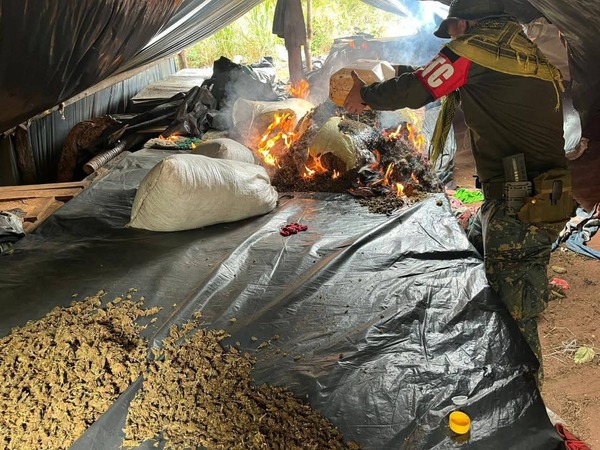 Incautan más de 10 toneladas de marihuana en Yby Yaú