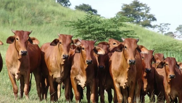 El crecimiento del sector ganadero refleja una combinación de mayor producción y mejora en precios