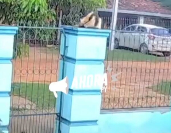 Avistan oso melero en una vivienda de Concepción