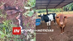 DENUNCIAN PRESUNTO ABIGEATO EN CAMBYRETÁ