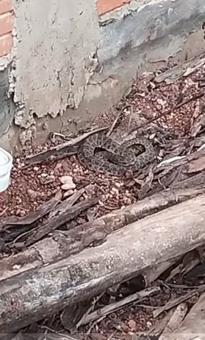 Rescatan otra yarará en una vivienda de Concepción - Concepción al Día