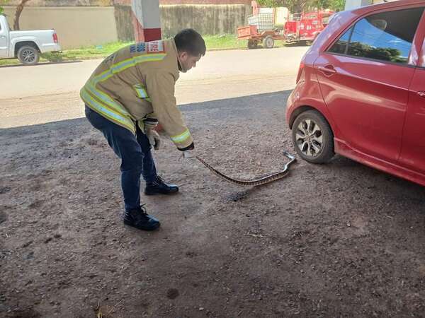 Aumentan casos de apariciones de serpientes en distintos barrios de Concepción - Nacionales - ABC Color
