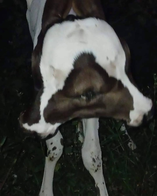 Popular / Ternerito de 2 cabezas nació y causó susto