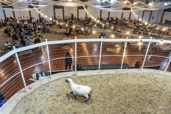 “Hampshire de Etiqueta”, un remate a la altura de su nombre: alta demanda y precios fuertes por genética