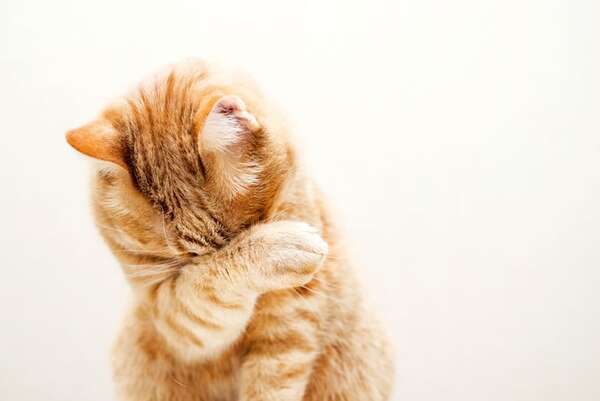 Síndrome del “gato asustadizo”: ¿timidez o trastorno de ansiedad que requiere atención? - Mascotas - ABC Color