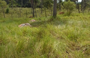 Investigan caso de abigeato en San Blas Independencia: localizan restos de animal vacuno