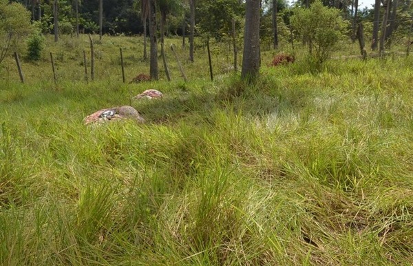 Investigan caso de abigeato en San Blas Independencia: localizan restos de animal vacuno