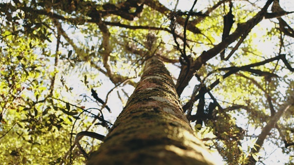 INFONA presenta resultados del Inventario Forestal Nacional 2026