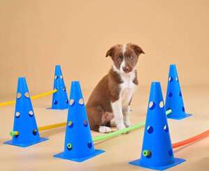 Gimnasio en casa: 3 ejercicios de bajo impacto para fortalecer las patas de tu perro - Mascotas - ABC Color