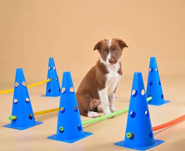 Gimnasio en casa: 3 ejercicios de bajo impacto para fortalecer las patas de tu perro - Mascotas - ABC Color