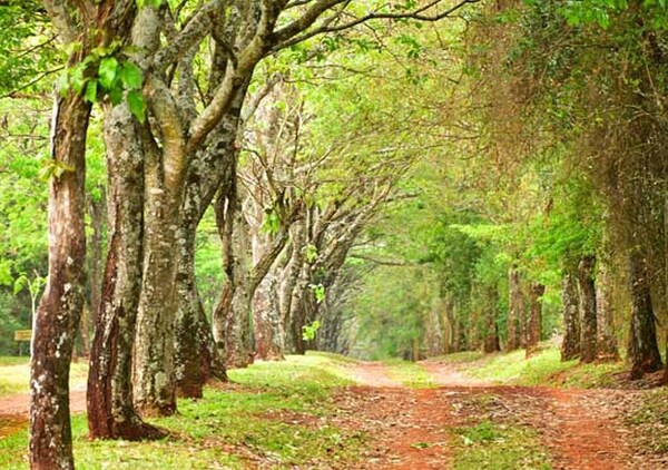 Itaipú conmemora el día de la Madre Tierra impulsando la restauración ecológica en la región | DIARIO PRIMERA PLANA