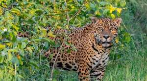 Popular / Ante peligro de extinción del yaguareté en ñañe retâ instan a su protección 
