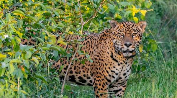 Popular / Ante peligro de extinción del yaguareté en ñañe retâ instan a su protección 