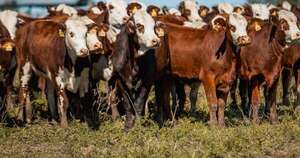 La Nación / Más de 200 animales vendidos tras el cierre de la Nacional de Braford