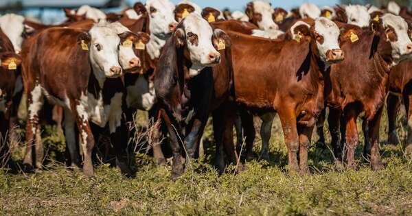 La Nación / Más de 200 animales vendidos tras el cierre de la Nacional de Braford