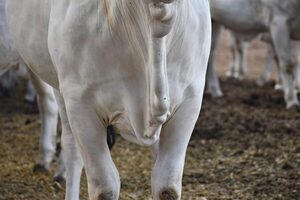 Se proyecta una caída en la producción de carne bovina de Brasil, que marca un cambio de ciclo