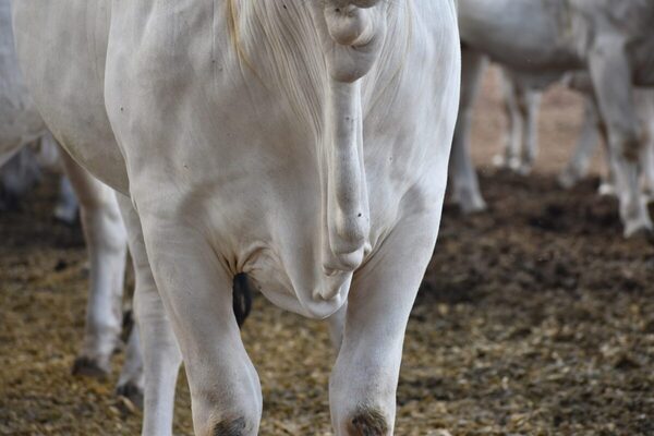 Se proyecta una caída en la producción de carne bovina de Brasil, que marca un cambio de ciclo