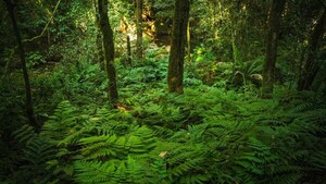 El 44,4% del territorio paraguayo cuenta con bosques nativos