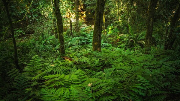 El 44,4% del territorio paraguayo cuenta con bosques nativos