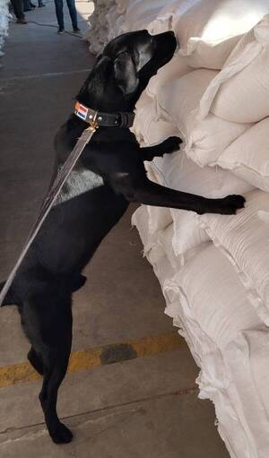 [VIDEO] Grifin: El primer firulai que detecta dólares en el país