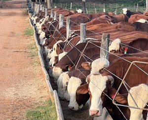 Novillo Mercosur marca nuevos máximos: Paraguay queda desacoplado de la suba regional