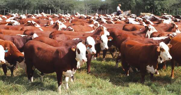La Nación / Ganadería prevé crecer con más productividad y menos expansión de stock