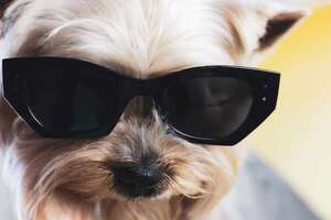 ¿Vivís con un perro “alfa”? Señales cotidianas y qué significa de verdad - Mascotas - ABC Color