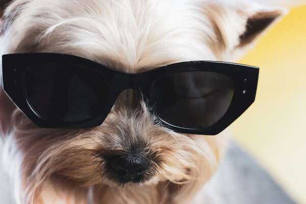 ¿Vivís con un perro “alfa”? Señales cotidianas y qué significa de verdad - Mascotas - ABC Color