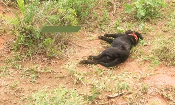 Defensa Animal y Fiscalía investigan muerte de Jhon en Emboscada