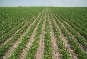 Zafra 2025-2026: Aumenta la superficie de soja en Paraguay