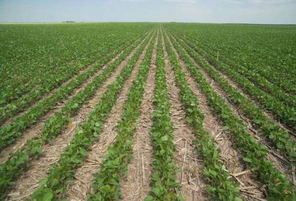 Zafra 2025-2026: Aumenta la superficie de soja en Paraguay