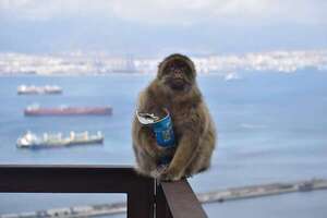 Los monos de Gibraltar están comiendo tierra: ¿por qué lo hacen? - Ciencia - ABC Color