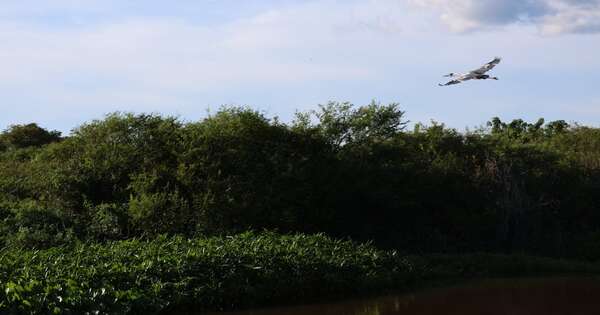 La Nación / Inventario Forestal Nacional 2026: Infona evidencia rol de los bosques en Paraguay