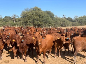 Ganadero denuncia millonaria estafa tras falsa venta de animales en Horqueta - Concepción al Día