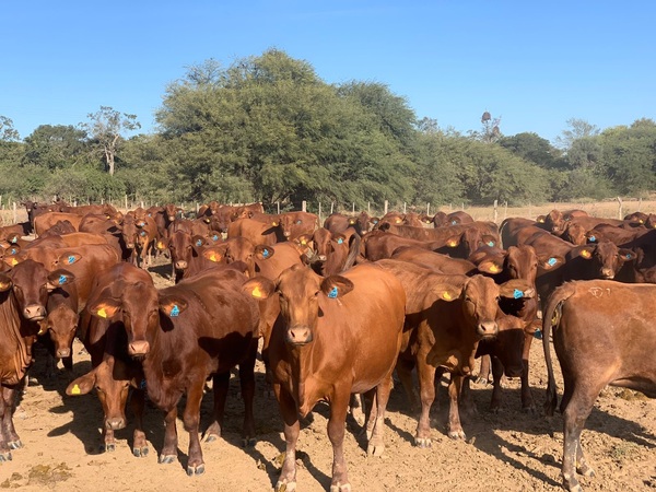 Ganadero denuncia millonaria estafa tras falsa venta de animales en Horqueta - Concepción al Día