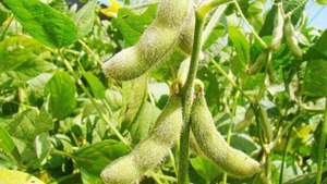 Complejo soja registró fuerte dinamismo exportador en el primer trimestre