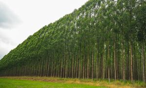 Paraguay revela el valor oculto de sus bosques en un inventario histórico con participación indígena - OviedoPress
